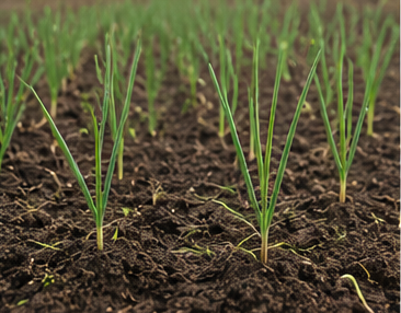 Vegetable crops growing in a productive farm